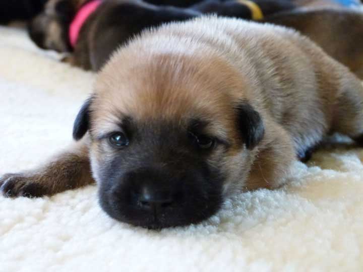 chinook dog